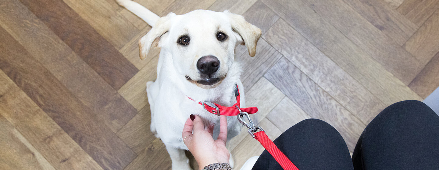 Does neutering a dog help store with marking